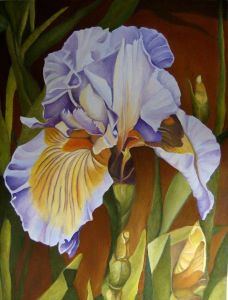 Iris