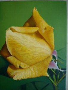 rosa